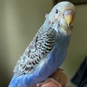 Meet your Posher, Helen